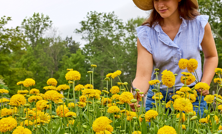 Direct Sow Flower Seeds