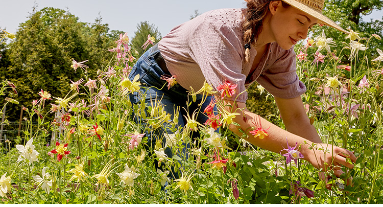 Direct Sow Flower Seeds