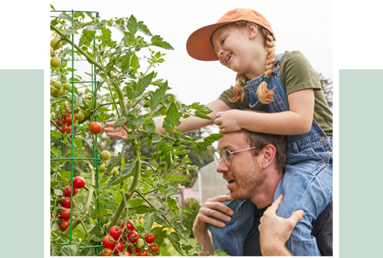 Tomato Seeds & Plants