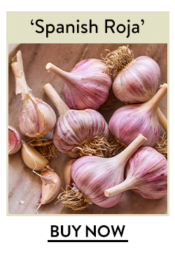 Garlic, Spanish Roja