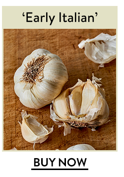 Garlic, Early Italian