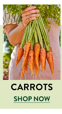 Shop Carrots