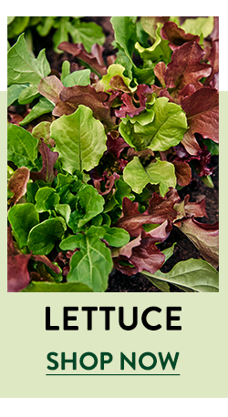 Shop Lettuce