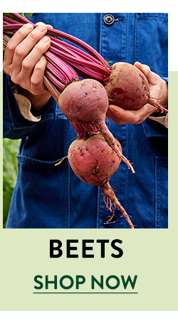 Shop Beets