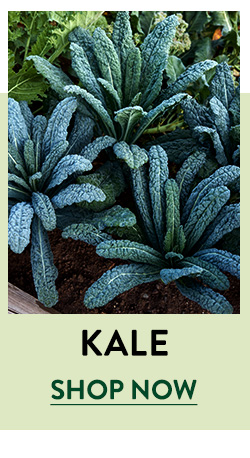 Shop Kale