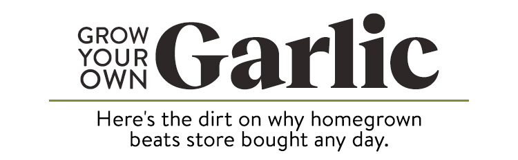 Shop All Garlic