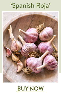 Garlic, Spanish Roja