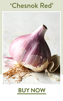 Garlic, Chesnok Red