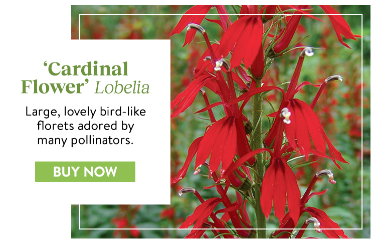 Lobelia, Cardinal Flower