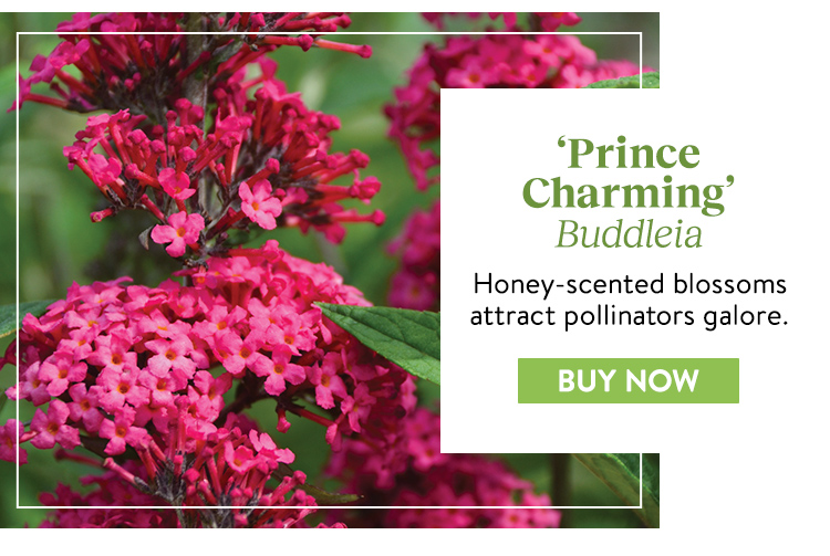 Buddleia, Prince Charming