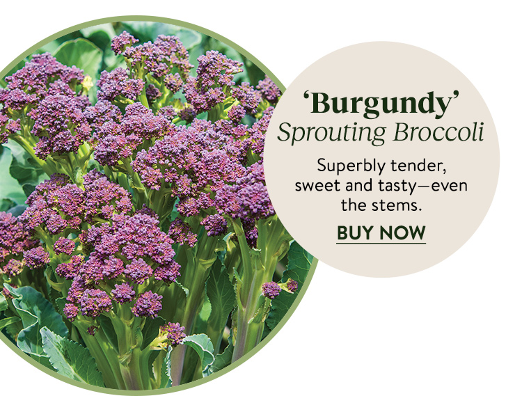 Sprouting Broccoli, Burgundy Hybrid