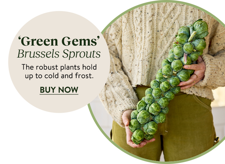 Brussels Sprouts, Green Gems Hybrid