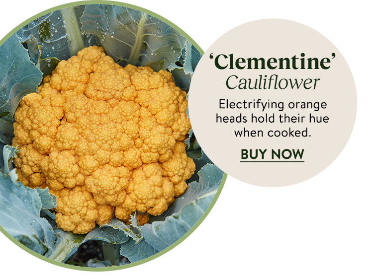 Cauliflower, Clementine Hybrid