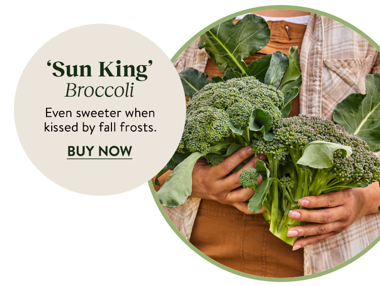 Broccoli, Sun King Hybrid