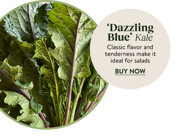 Kale, Dazzling Blue