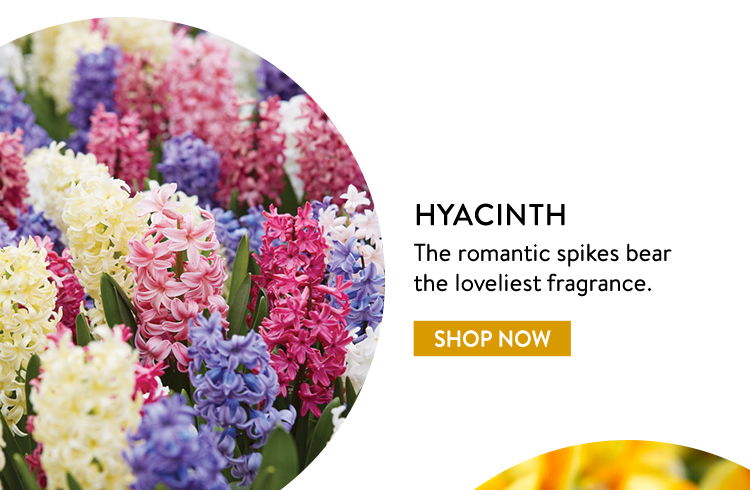 Hyacinth Plants