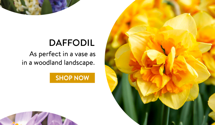 Daffodil Bulbs