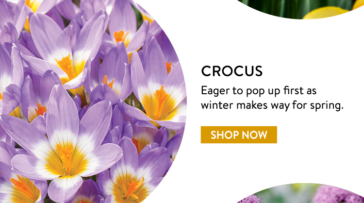 Crocus Bulbs