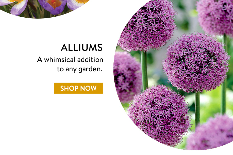 Allium Plants