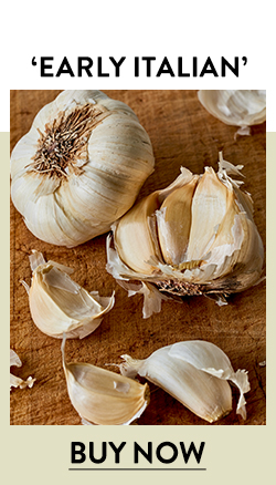 Garlic, Early Italian