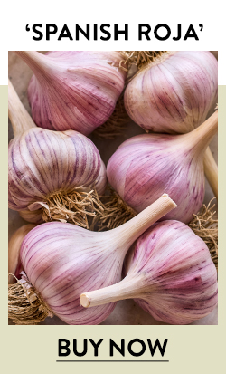 Garlic, Spanish Roja