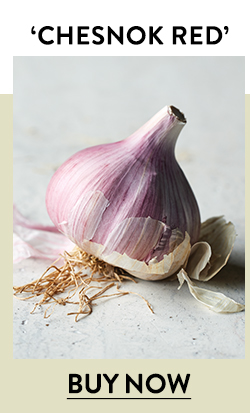 Garlic, Chesnok Red