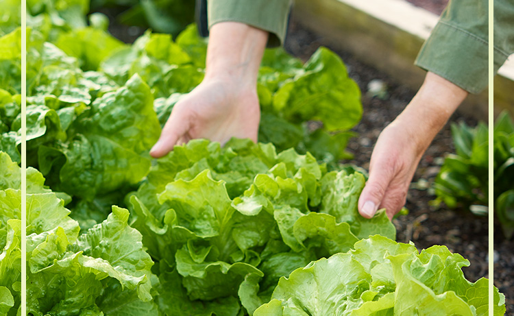 Lettuce, Buttercrunch