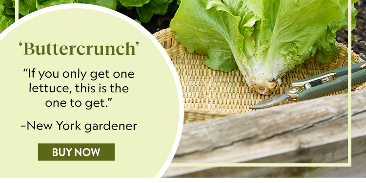 Lettuce, Buttercrunch