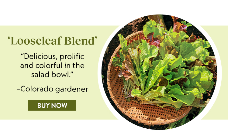 Lettuce, Looseleaf Blend