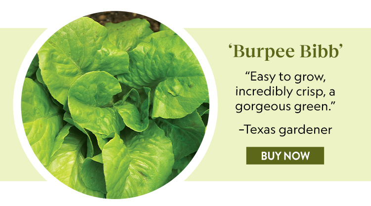 Lettuce, Burpee Bibb