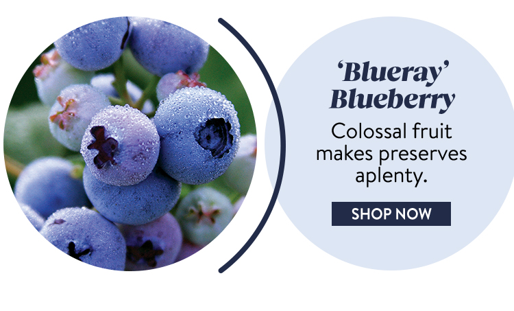 Blueberry, Blueray