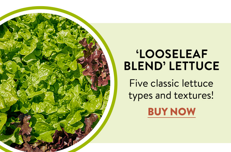 Lettuce, Looseleaf Blend