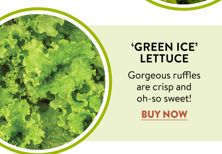 Lettuce, Green Ice