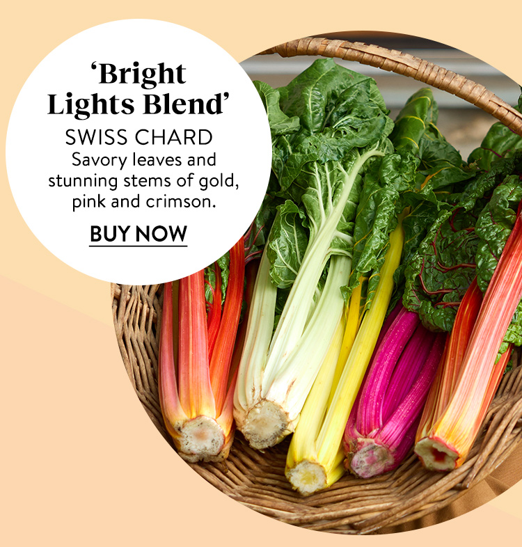 Swiss Chard, Bright Lights