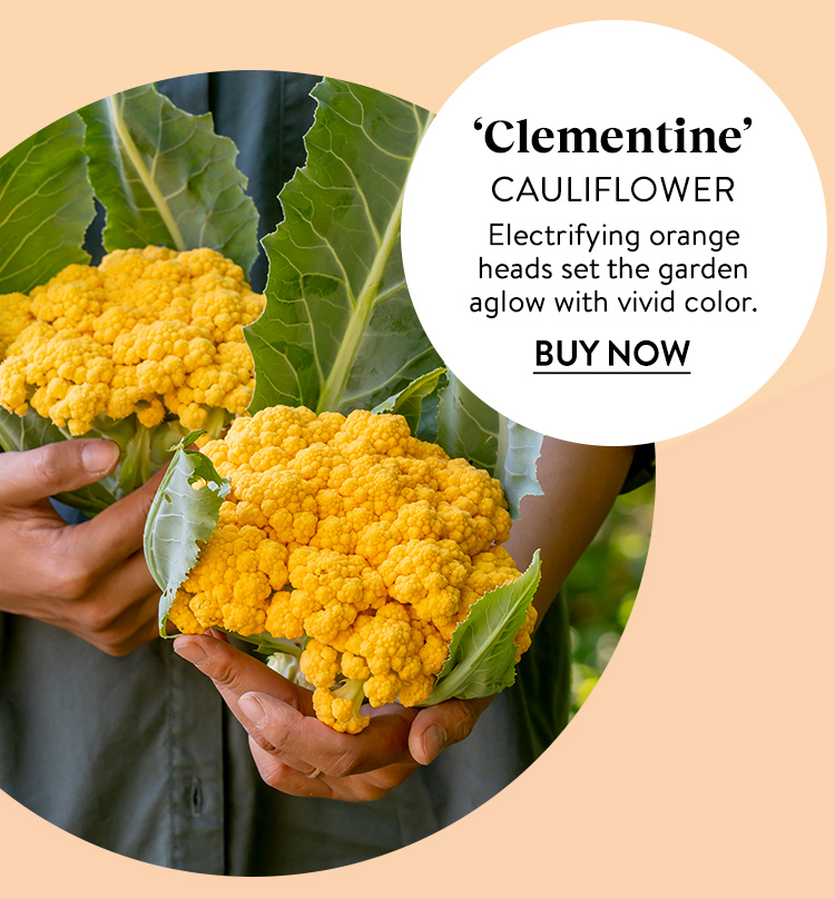 Cauliflower, Clementine Hybrid