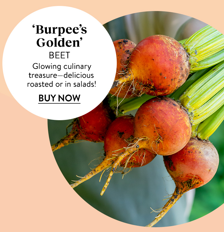 Beet, Burpee's Golden