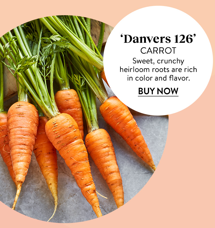 Carrot, Danvers 126