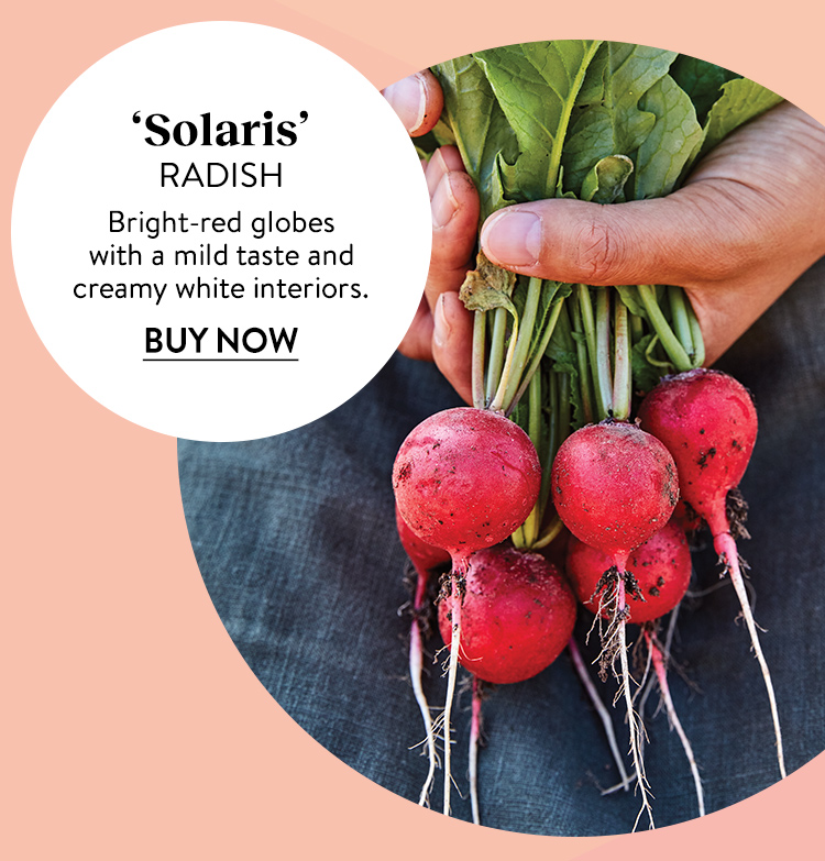 Radish, Solaris Hybrid