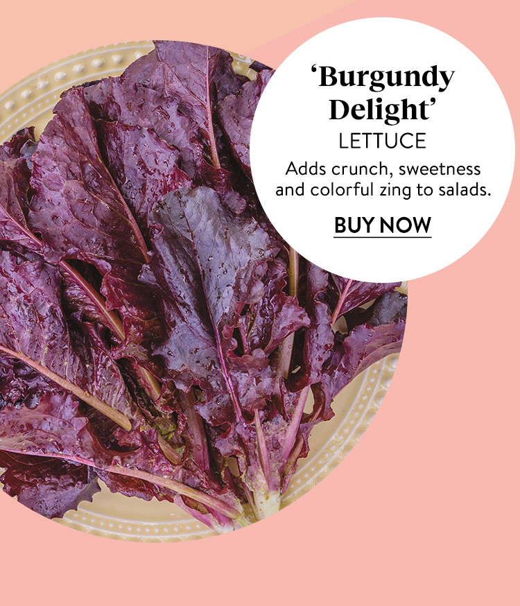 Lettuce, Burgundy Delight