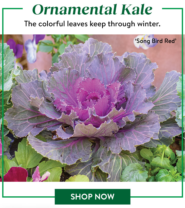 Shop Ornamental Kale