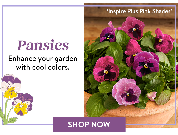 Shop All Pansies