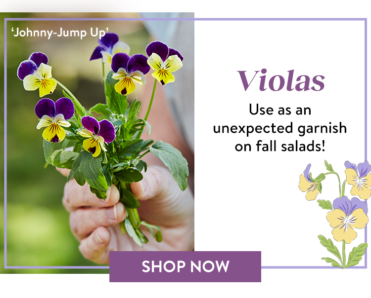 Shop Violas