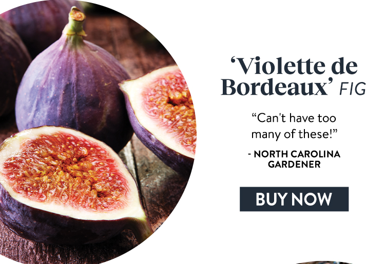 Fig, Violette de Bordeaux