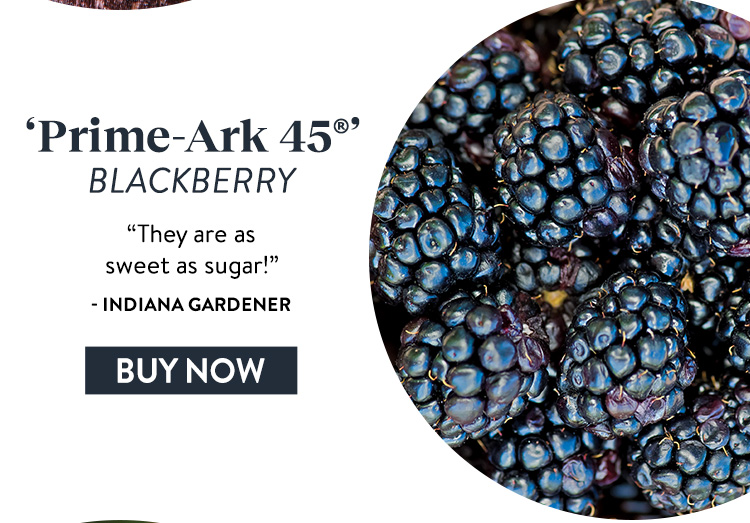 Blackberry, Prime-Ark 45