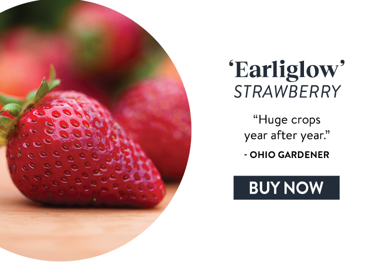 Strawberry, Earliglow