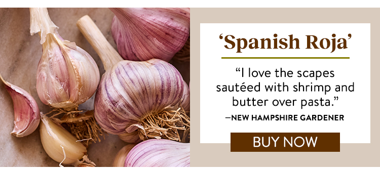 Garlic, Spanish Roja