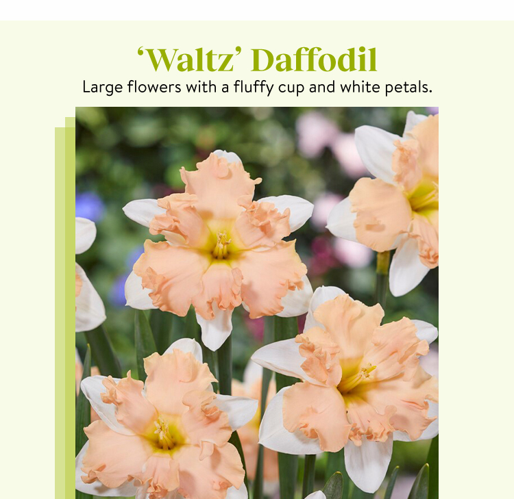 Daffodil, Waltz