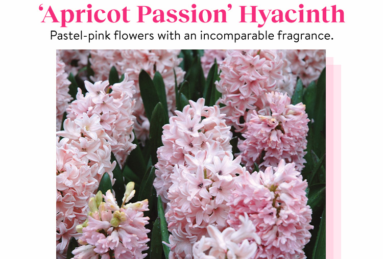 Hyacinth, Apricot Passion