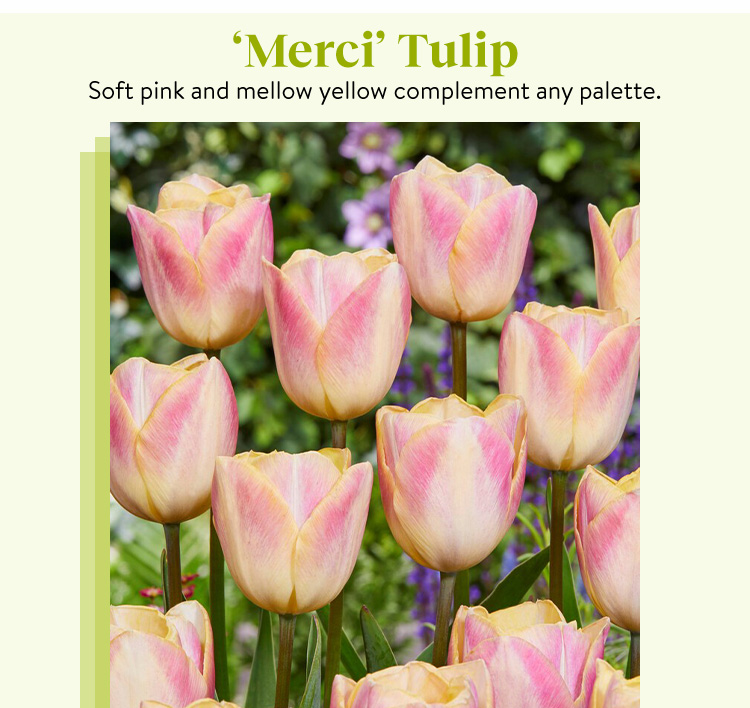 Tulip, Merci