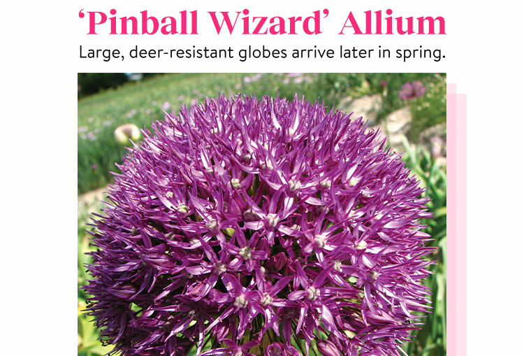 Allium, Pinball Wizard